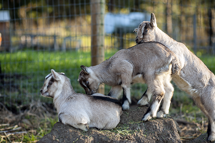 Baby goats enjoying life on the ranch