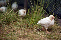broiler chickens in pasture