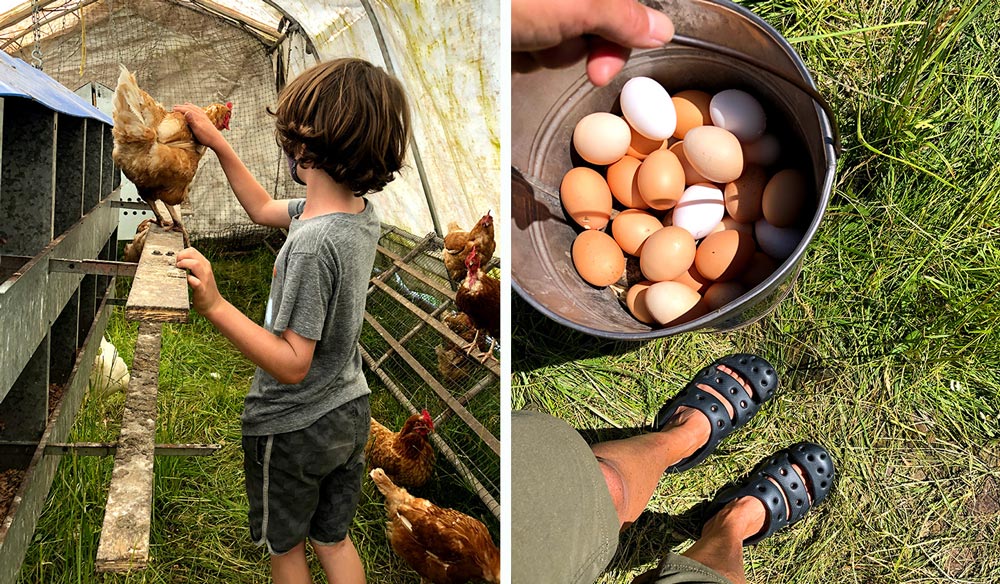 collecting farm fresh organic chicken eggs