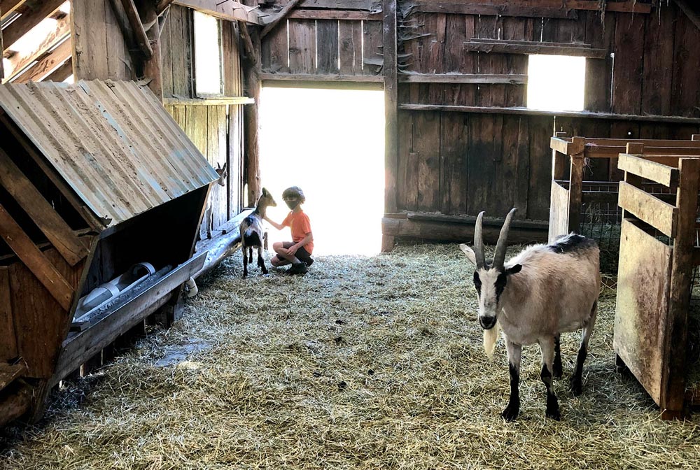 child petting goats during farm stay camping trip