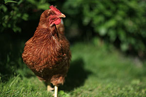 certified organic free range chicken for sale in Southern Oregon