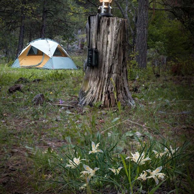 tent camping at Willow-Witt Ranch