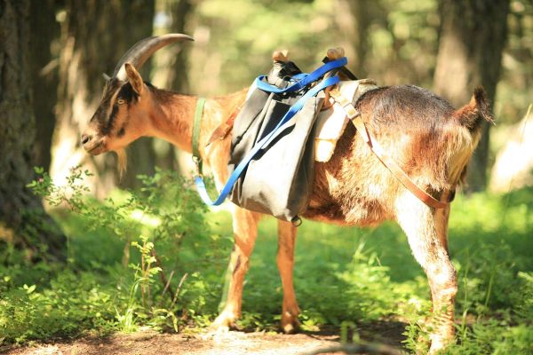 Alpine pack goat