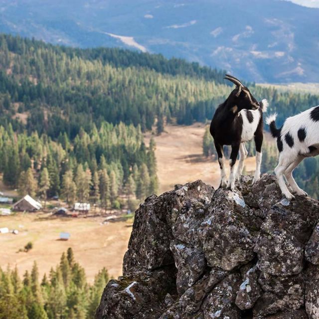 alpine goats hiking rocky trail with ranch valley view