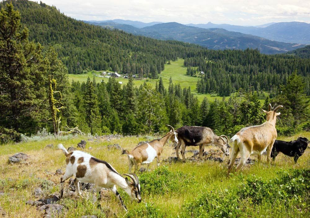ranch view from hike with goats