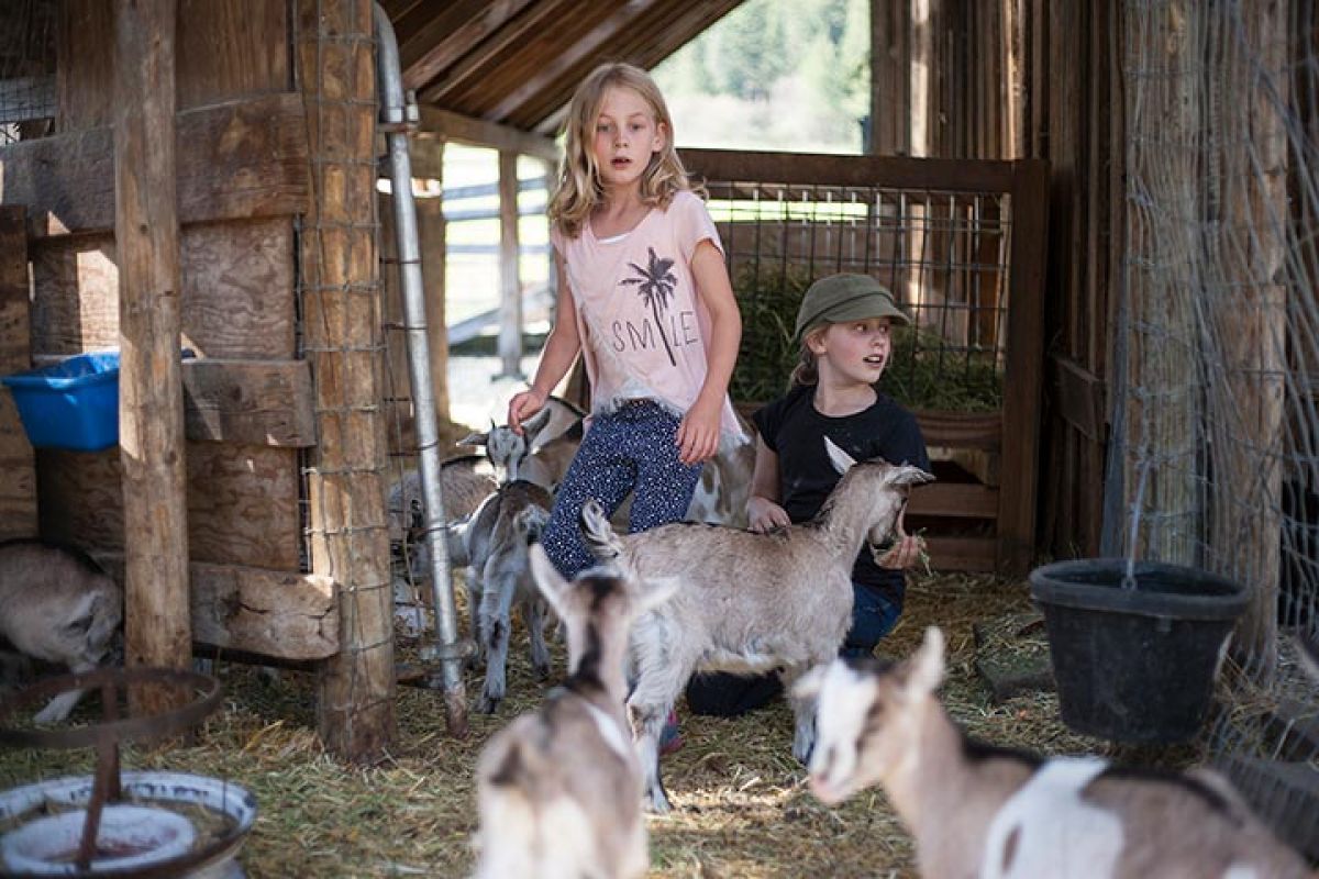 Visiting children and the goats just seem to get along with each other