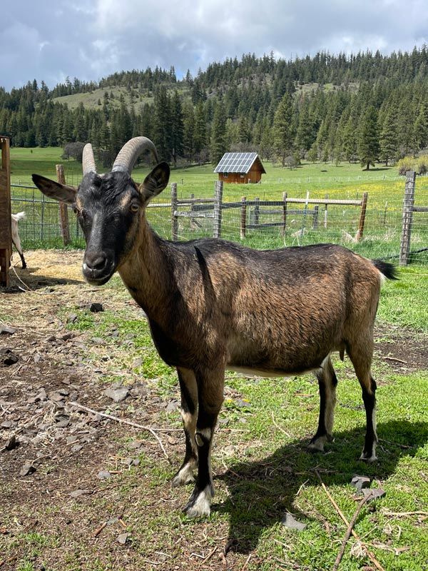 Maeve, an Alpine Goat doe pregnant with twins