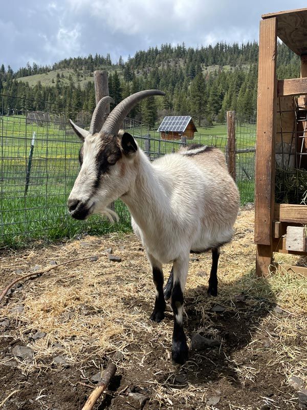 Dasha, an Alpine Goat doe pregnant with twins