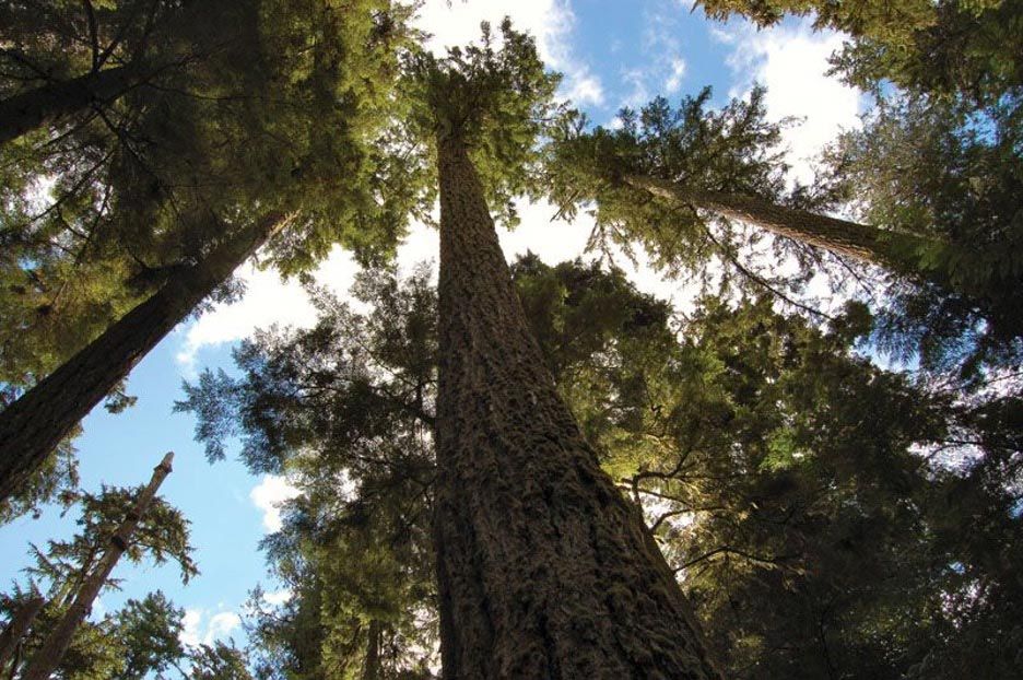 forest tree canopy looking up from below