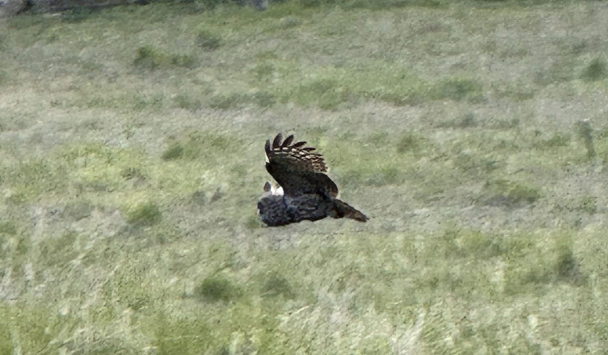 a great grey owl flying across a field