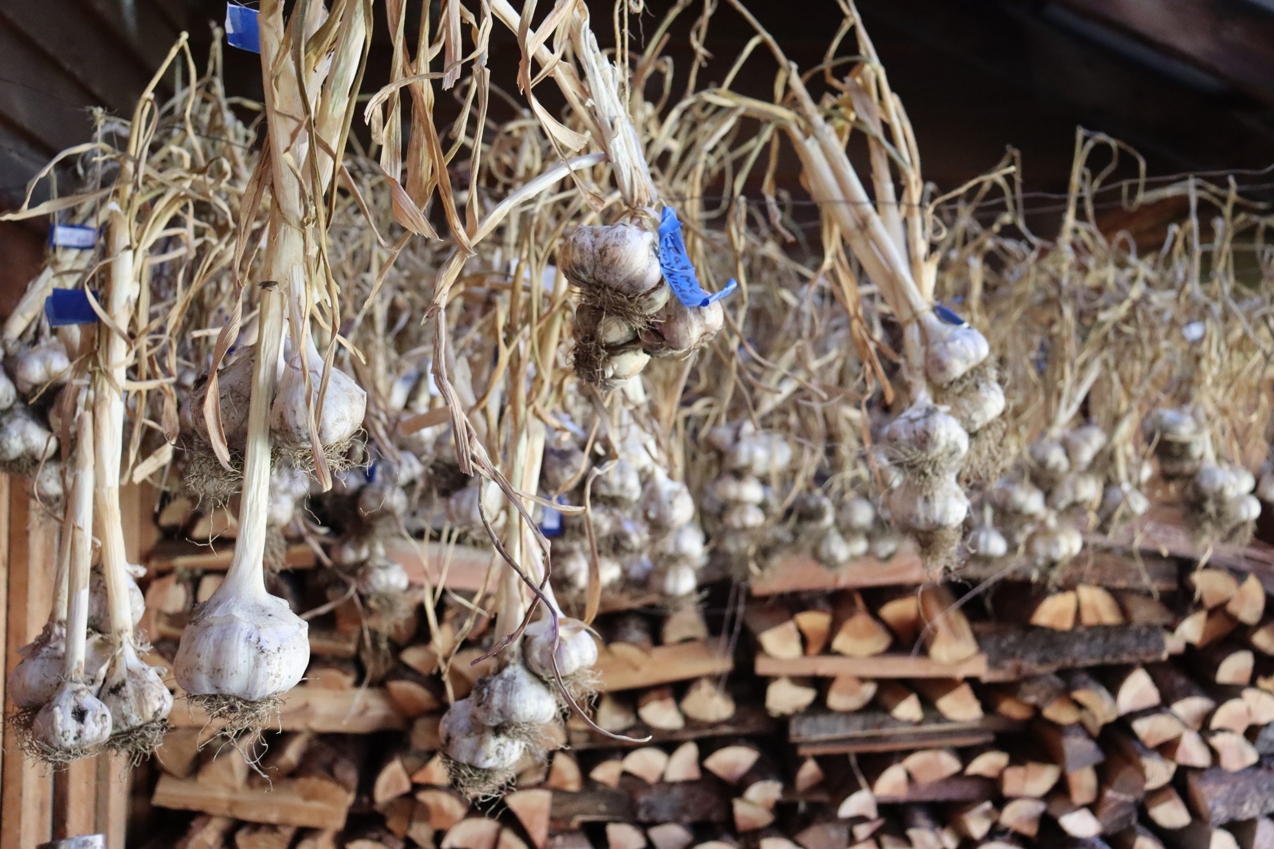 Organic garlic grown at Willow-Witt Ranch hanging from a drying wire