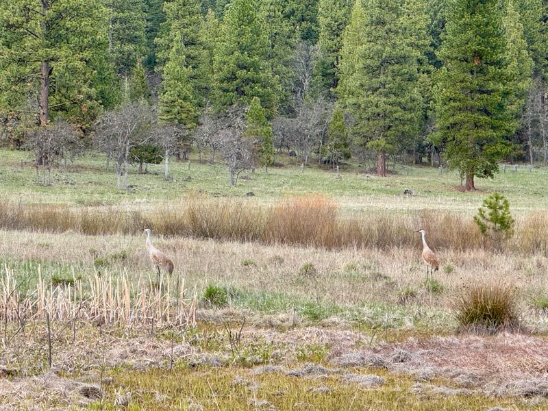A pair of Sandhill Cranes return to the wetlands