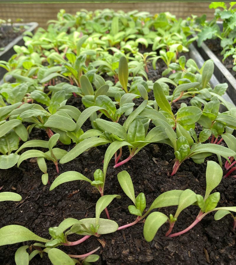 Trays of kale, chard, lettuce, basil, and parsley seedlings