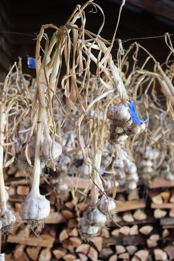 Organic garlic grown at Willow-Witt Ranch hanging from a drying wire