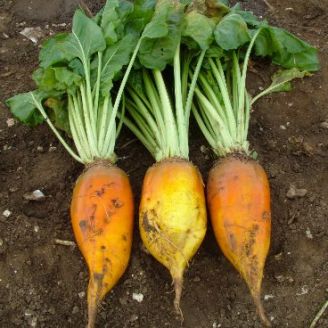 beets grown for animal fodder