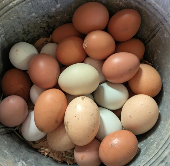 fresh organic chicken eggs in metal pail