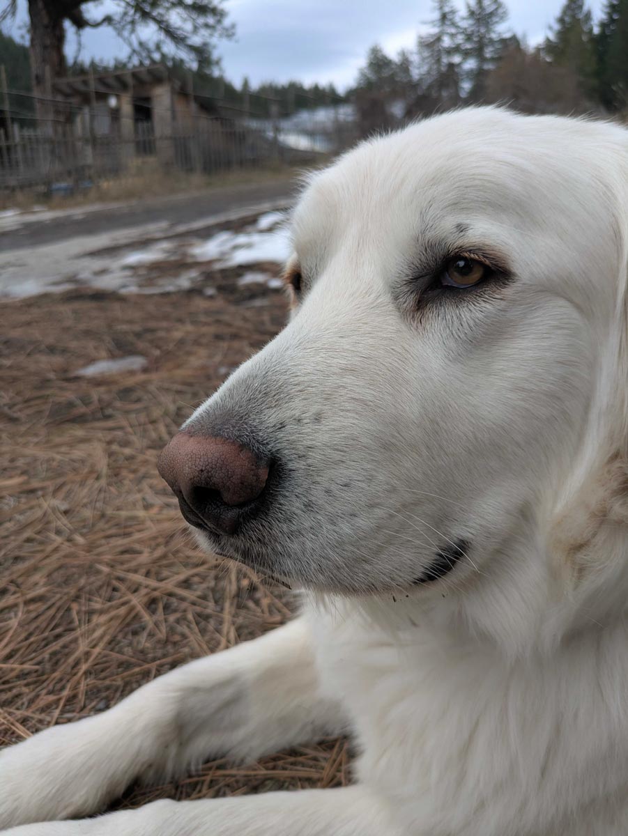 Karma, the newest livestock guardian dog at Willow-Witt Ranch, rests on a warm winter day