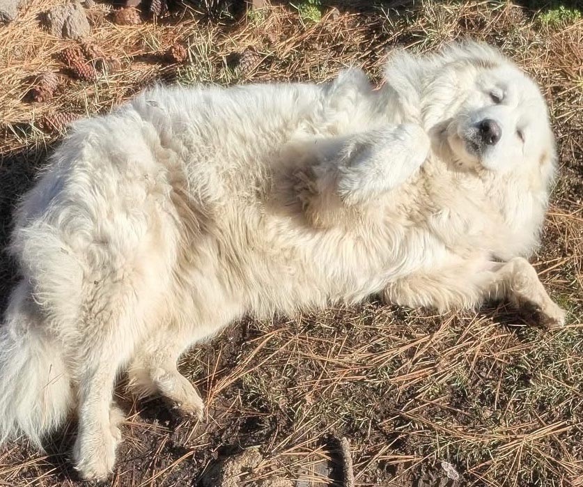 Pippa, the livestock guardian dog, lounges in the warm sunshine