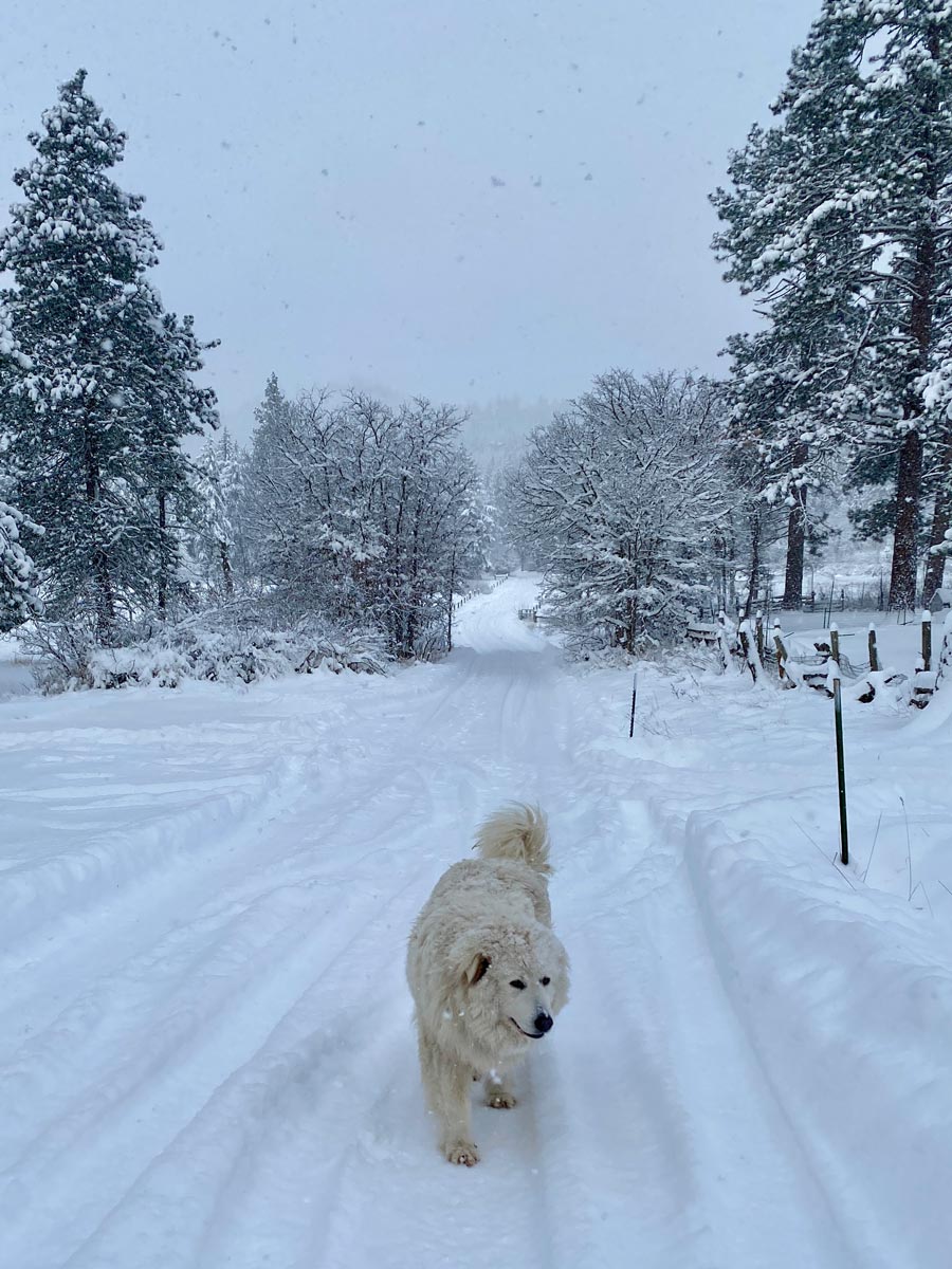 Pippa, the livestock guardian dog, happily trots down the snowy ranch road