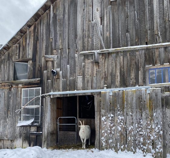 white Alpine Goat stands in barn doorway on snowy winter day