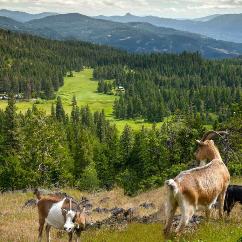 Alpine goats on hike with valley view