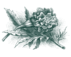 illustration of marigold bloom and leaves
