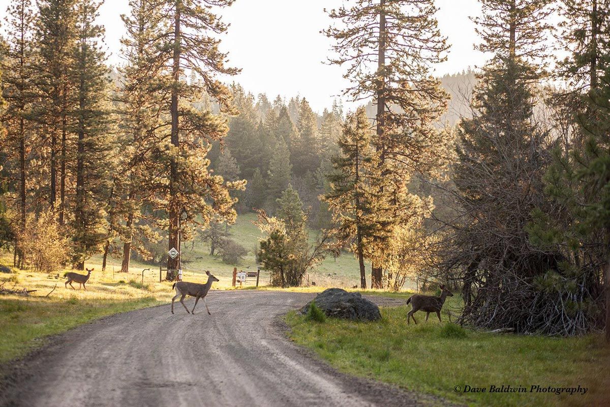 deer wander across dirt driveway on a summer evening, photo by Dave Baldwin