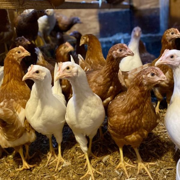 young chickens gathered together indoors from winter cold