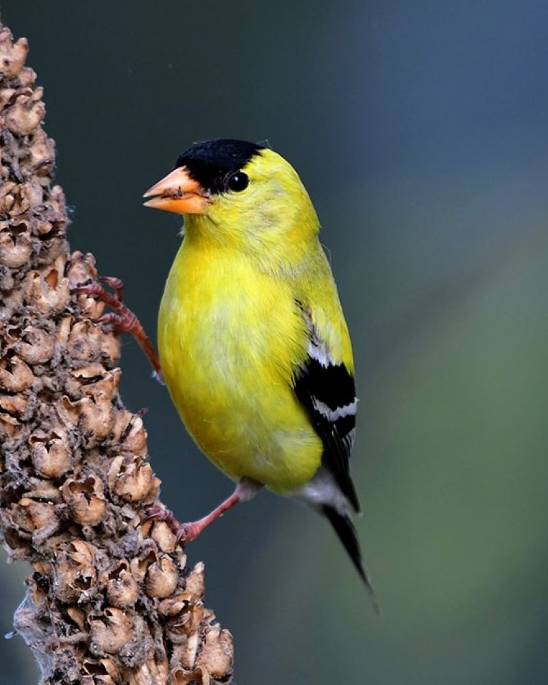 American Goldfinch, photo by John Friedman