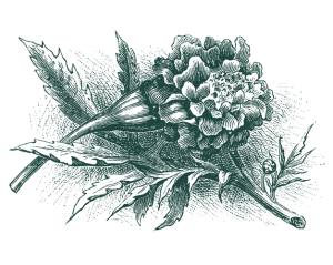 marigold illustration