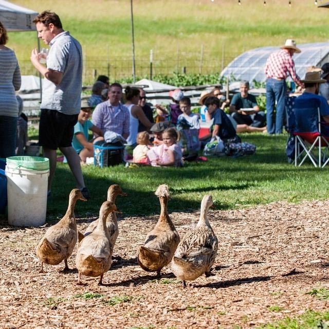 ducks join a community picnic event