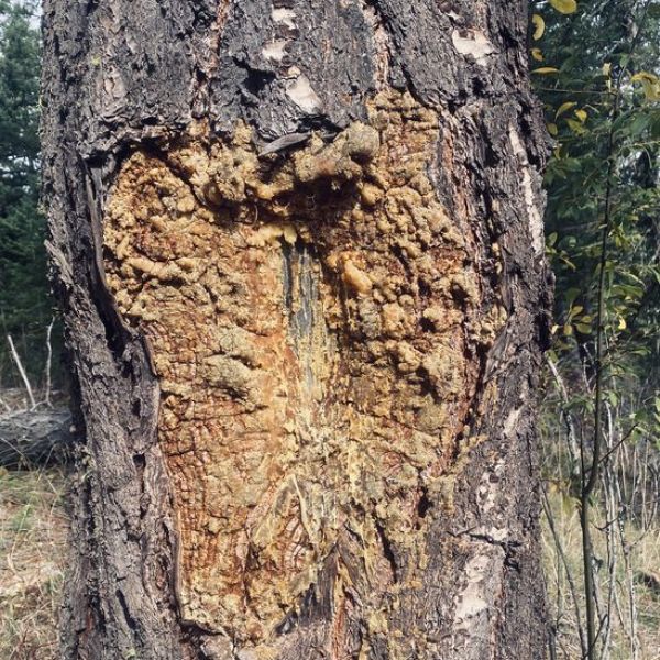 large tree trunk with bark damage