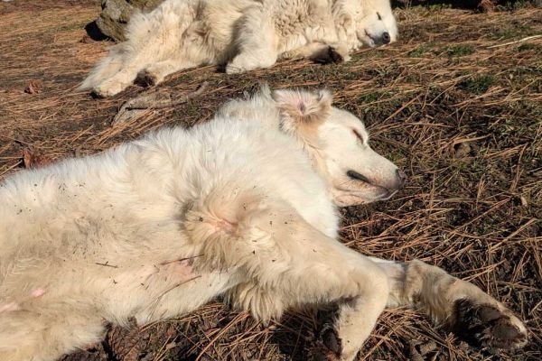 two livestock guardian dogs sleeping on the sunshine at the ranch