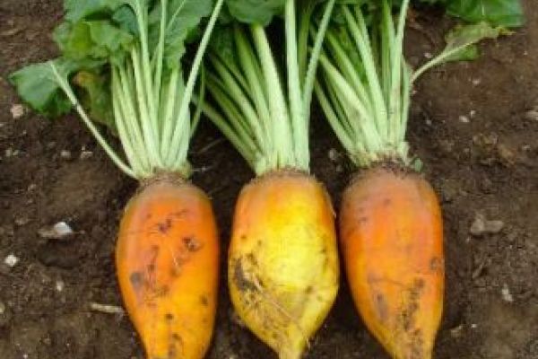 beets grown for animal fodder