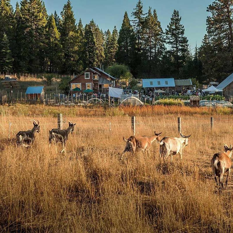 Alpine goats heading across meadow to farm during a fall special event at the ranch