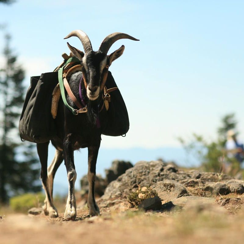 Outfitted Alpine pack goat