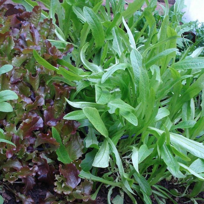 organic arugula and leaf lettuces