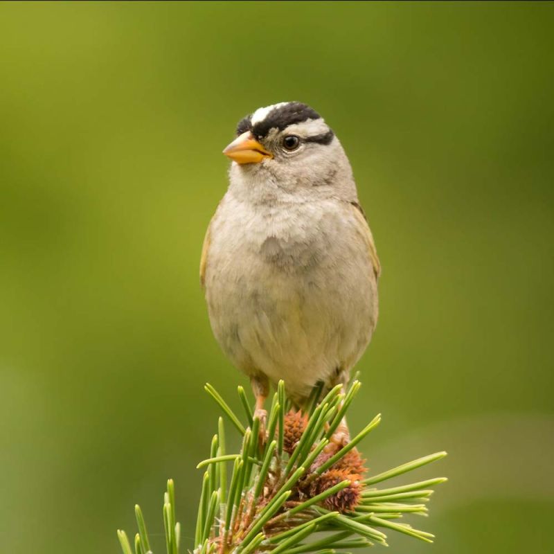 White-crowned Sparrow