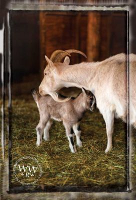 Meadow House blanketed in snow on sunny winter day