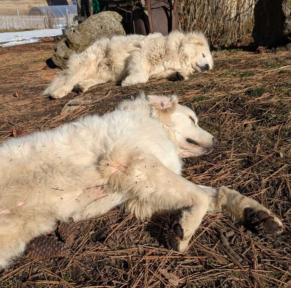 two livestock guardian dogs sleeping on the sunshine at the ranch
