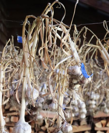 Organic garlic grown at Willow-Witt Ranch hanging from a drying wire