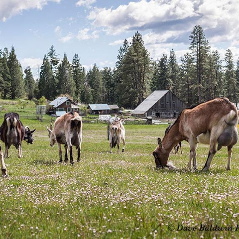 Alpine goats grazing in meadow at Willow-Witt Ranch