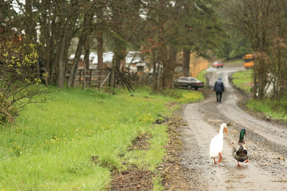 two ducks waddling down wet ranch road during spring rain