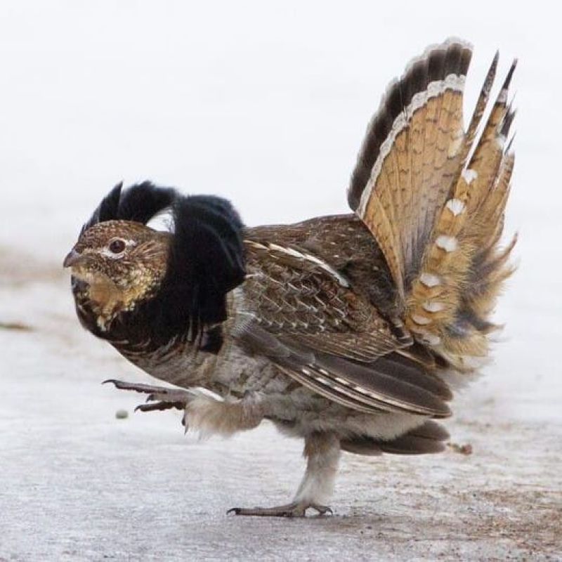 Ruffled Grouse