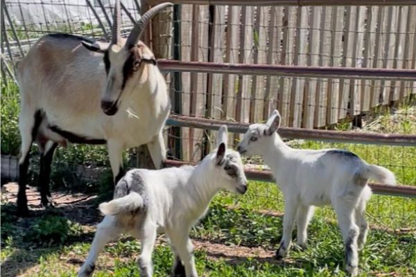 Dasha the Alpine Goat doe with twins in July 2025