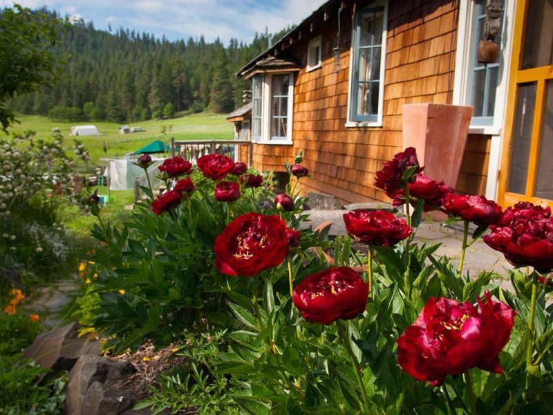 Peonies in bloom