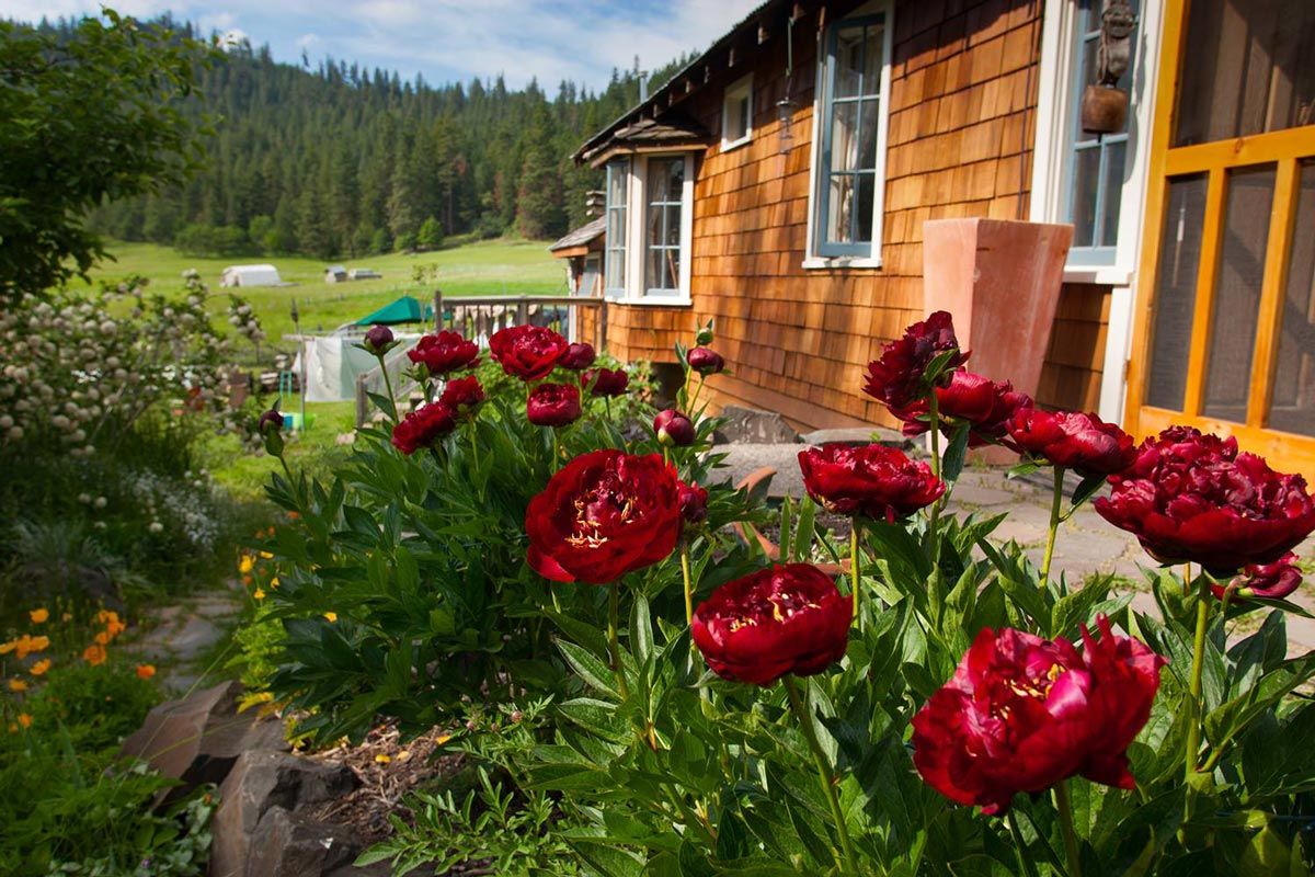 red peonies outside the Farmhouse Studio farm stay vacation rental