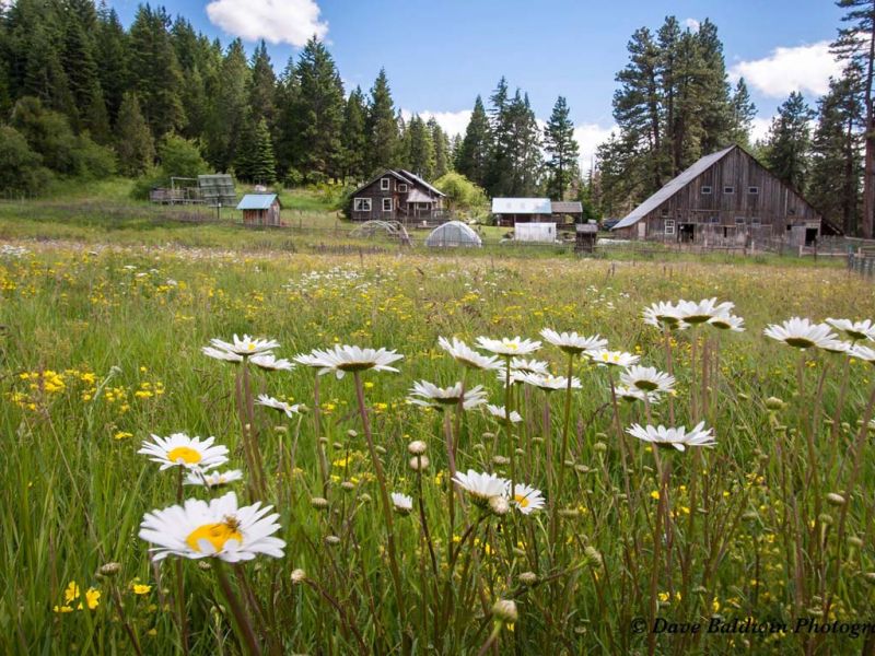 Flower-filled meadow