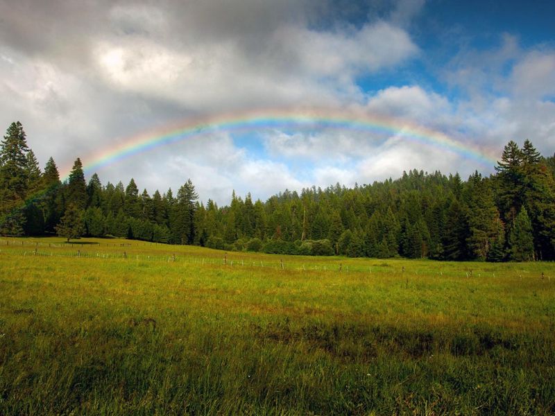 rainbow over meadow with forest backdrop