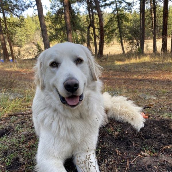 new young ranch guardian dog Karma